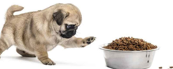 Croquette pour chien